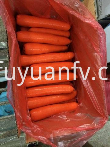 xiamen carrot 